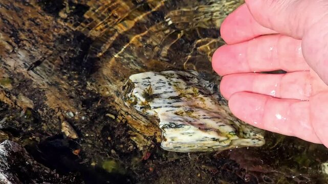 Hand turning colorful granite stone and pouring water from palm. Norway, Alver. August
