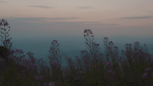 Cinematic view of purple wildflowers swaying gently in the wind against a soft twilight sky and hazy mountain silhouette at dusk on Babin Zub, Stara Planina, Serbia. Mood nature footage.
