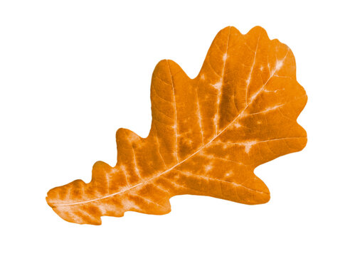 yellow autumn oak leaf over the white background