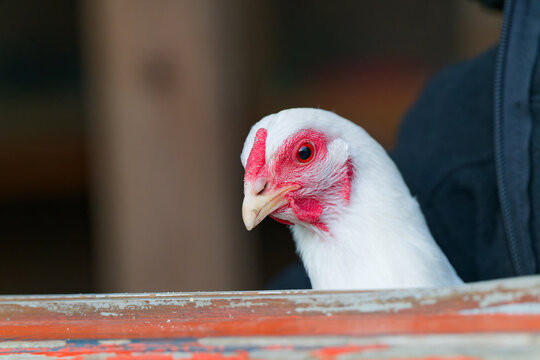 White chicken with red comb and wattles looking over rustic wooden surface