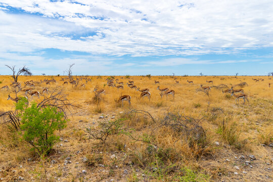 Etosha National park Antilopes