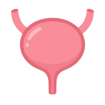 anatomical illustration of the human urinary bladder organ