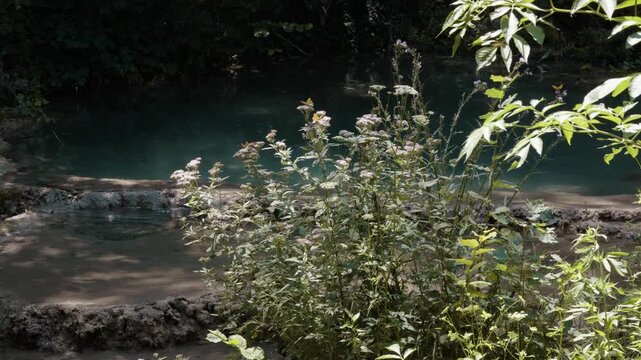 Butterflies flying around blooming wild flowers on the bank of a clear emerald river pool near Bigar waterfall on Stara Planina, Serbia. Idyllic nature wildlife landscape footage.