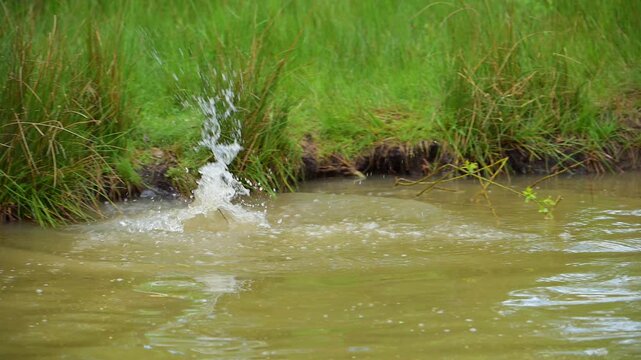 Fischotter (Lutra lutra), Fischotter springt vom Ufer ins Wasser 
