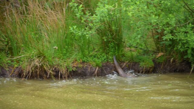 Fischotter (Lutra lutra), zwei Fischotter springen vom Ufer ins Wasser 