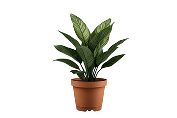 Fototapeta premium Compact green houseplant in brown terracotta pot