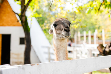 Naklejka premium Curious lama portrait with soft green forest background.