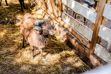 Brown horned sheep standing on straw near wooden fence in warm light. © Lena May