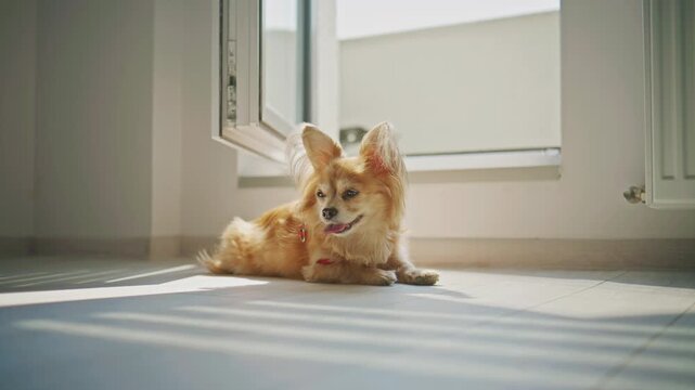 Dog resting inside a room by an open window on a sunny day
