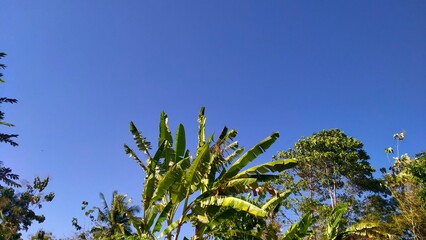 Banana trees in the garden with blue sky in the day © Nur