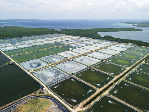 Aerial view of fish farm with rectangular aquaculture ponds and water aerators located along the coastline in Calape, Central Visayas, Philippines.