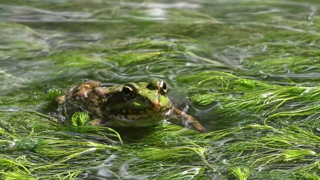 Close-up video of a green water frog resting in clear stream among lush aquatic plants