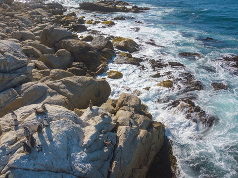 foto Ping&uuml;inos en Isla Pajaro Ni&ntilde;o - Algarrobo 01