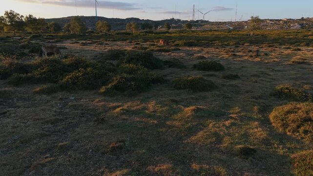 Aerial - Cachena cow grazing on Serra de Arga scrubland at golden hour Alto Minho