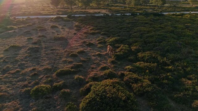 Aerial - Cachena cow crossing gorse and heather on Serra de Arga in low golden light