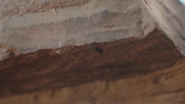 Macro of a single black ant crawling along the edge of a cracked stone wall