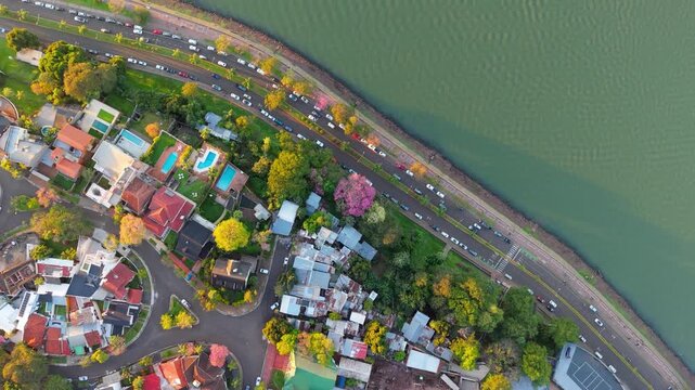 Pink Lapacho trees brighten the Posadas Costanera beside the Parana River, surrounded by colorful homes, gardens and waterfront roads in Misiones, Argentina, drone top down.