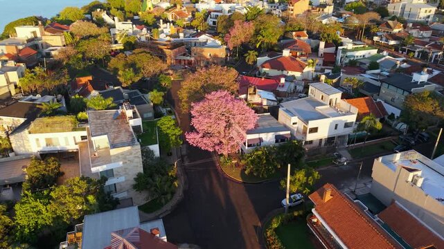 Aerial View of Residential Neighborhood in Posadas Argentina with Pink Trumpet Lapacho Trees in Blossom