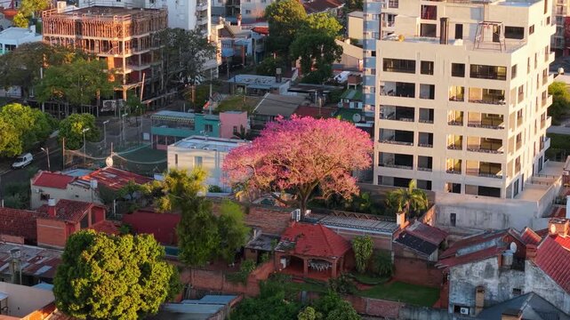 Aerial approach panning left toward a brightly blooming pink Lapacho Pink Trumpet tree near residential homes and buildings in Posadas.