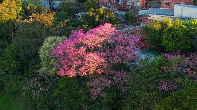 Aerial View Blooming Pink Trumpet Tree Lapacho Rosado Posadas Misiones Argentina