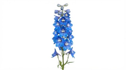 Naklejka premium Single blue delphinium flower stem with blossom