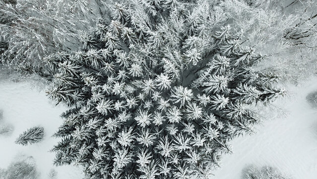 Aerial view of a dense forest of snow-covered pine trees in winter in Giron, Auvergne-Rhone-Alpes, France.
