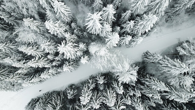 Aerial view of a snow-covered forest with a winding road cutting through dense pine trees in Giron, Auvergne-Rhone-Alpes, France.