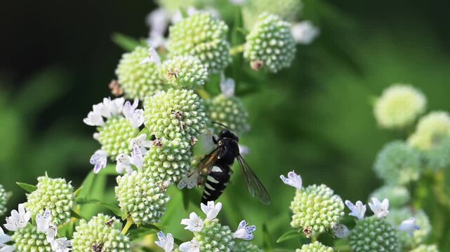 Four-banded Stink Bug Wasp feeding on a Mountain Mint plant in a home prairie garden in Minnesota