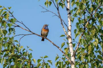 Naklejka premium Male bluethroat bird perched on birch tree branch in Finland. Small songbird with blue plumage sits among green leaves under clear blue sky. Colorful wildlife species lives in Lapland forest during