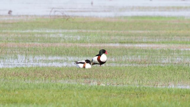 Common shelduck pair on a flooded plain in spring, Tadorna tadorna