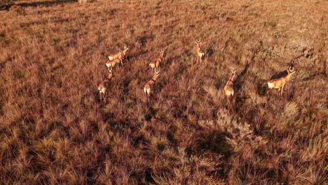 Waterberg District Municipality, Limpopo, South Africa - 10 July 2026: Aerial view of a herd of red hartebeest grazing in the dry golden savanna grass of the Waterberg region.