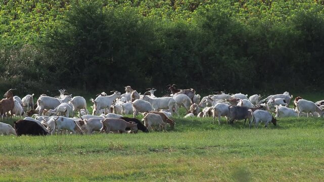 Herd of goats grazing on a meadow on a windy summer day