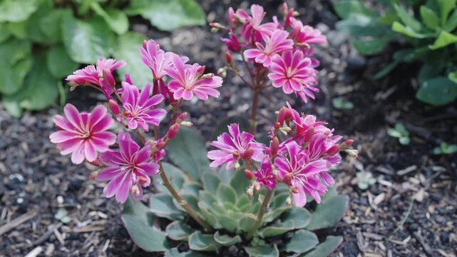 Lewisia flower. Flowering nature closeup. Macro of flowering plant. Pink Lewisia exotic flower. Natural Lewisia flower plant. Flora nature. Bright blooming flower in nature