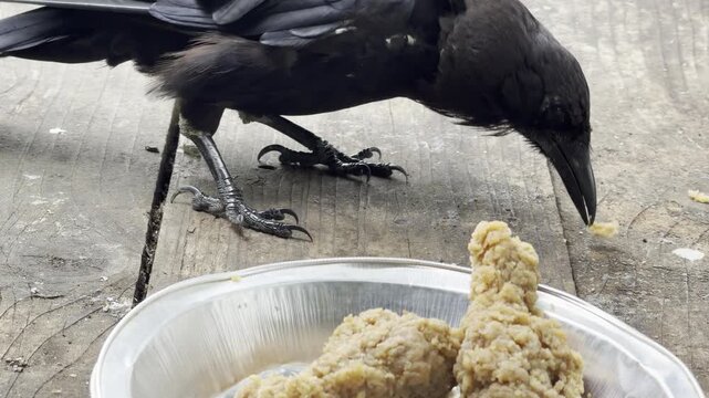 A crow flies off with a fried chicken leg	
