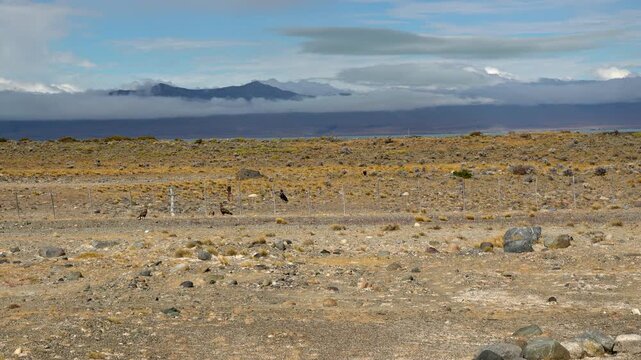 Scenic landscape of Patagonia with mountains and birds in the wild