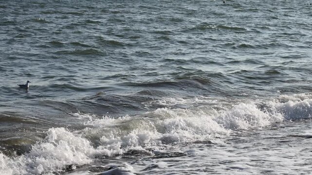 Sea waves with white foam rolling to shore. Seagull swimming on water surface. Ocean nature background with rippling water and splashing surf