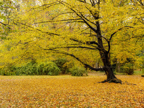 Beautiful autumn park landscape with majestic tree and golden leaves on ground.