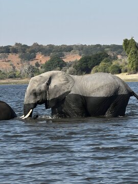 elephant in water