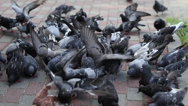 Flock of pigeons feeding on city sidewalk. Gray and black doves pecking food on paved street. Urban wildlife birds gathering and fluttering wings outdoors