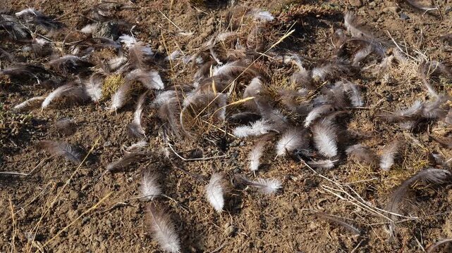 Scattered bird feathers on the dry ground in Patagonia