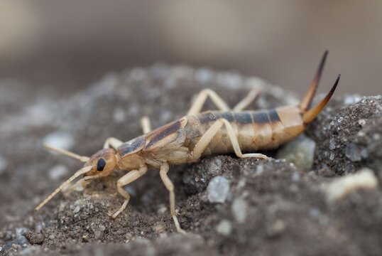 Brandenburg, Germany, Giant Earwig, Labidura Riparia, Nabu, national natural heritage, natural paradise Gr&uuml;nhaus, sandearworm, post-mining landscape, green house, insects, earwigs