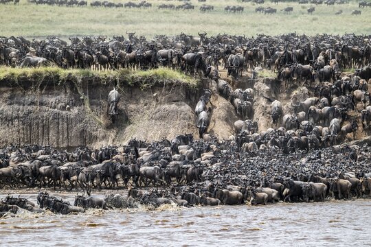 The Great Migration, Huge herds of wilderbeast (Connochaetes taurinus) crossing the Mara river and swimming to the other side, Serengeti Nationalpark, Tanzania