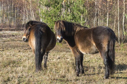 Equus ferus caballus, exmoor pony, Germany, Greiz, horse, odd-toed ungulates, perissodactyla, P&ouml;llwitzer Wald, Thuringia, grazing, domesticated animals, extensive grazing, pet, heather care, horses, house pet, mammals, horses, pony, mammals, unpaired ungulates