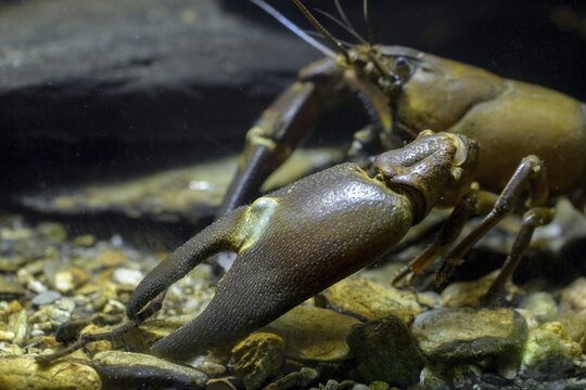 American crayfish, astacoid, astacus leniusculus, crayfish, Californian crayfish, pacifastacus leniusculus, signal crayfish