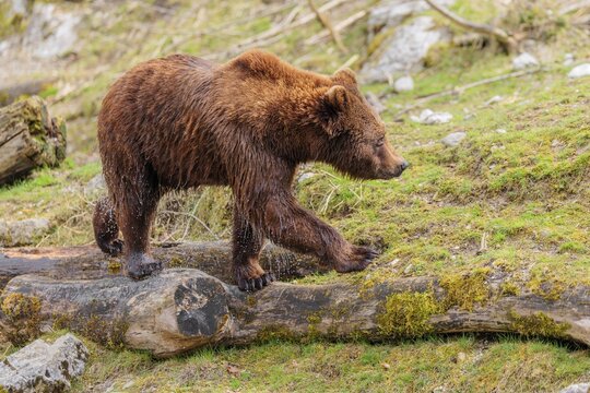 A young male brown bear (Ursus arctos arctos), soaked from bathing in a stream, runs over hilly terrain past rocks and rotting tree trunks