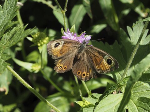 A dark butterfly with eye-like markings on its wings, the Brown-eyed Skipper (Lasiommata maera), in green surroundings, Goms, Canton of Valais, Switzerland