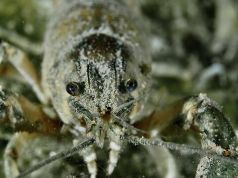 Frontal close-up of a crayfish (Faxonius limosus), American crayfish, invasive species, in the water, diving site Gro&szlig;er Parkplatz, Herrliberg, Lake Zurich, Canton Zurich, Switzerland