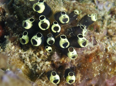 Dark tunicates with yellowish edges, robust sea squirts, club-shaped sea squirts (Clavelina robusta), on a coral substrate, Twin Reef dive site, Penyapangan, Bali, Indonesia