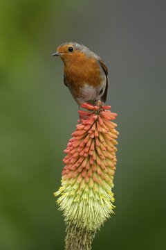 European robin (Erithacus rubecula) adult garden bird on a Red hot poker flower in summer, England, United Kingdom