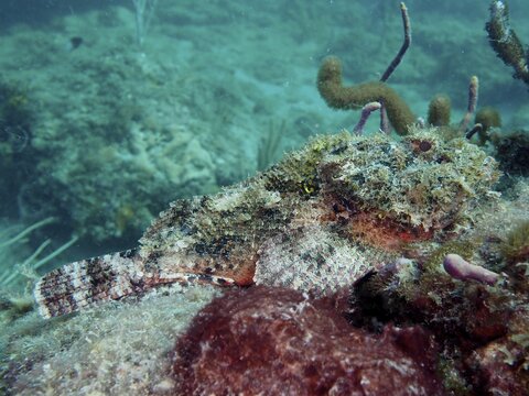 Well camouflaged banded scorpionfish (Scorpaena plumieri), dive site Nursery, Pompano Beach, Florida, USA
